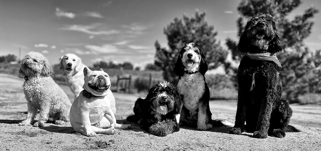 Dog Training Rates Eric The Dog Trainer