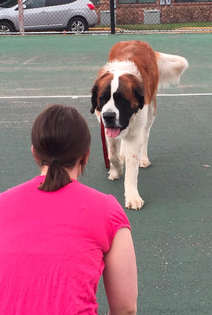 does-my-dog-understand-me-human-psychology-vs-dog-psychology-part-1