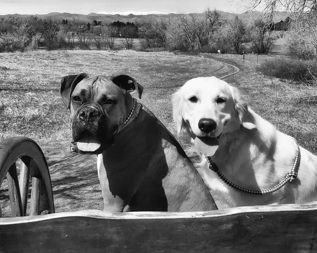 Dog Training Rates Eric The Dog Trainer